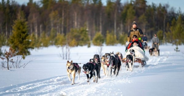 Lappland Huskyschlitten Tour